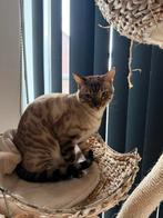 Bengaalse kat  seal lynx, Dieren en Toebehoren, Kater