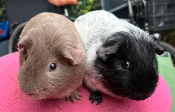 2 gladhaar cavia beren beschikbaar voor biedingen