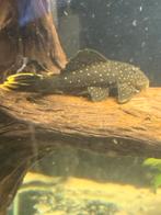 Hypostomus Luteus phase 1, Vis