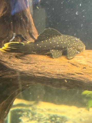 Hypostomus Luteus phase 1 beschikbaar voor biedingen