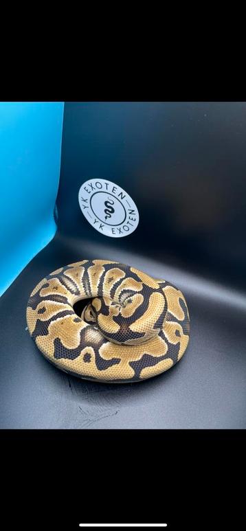 Kweekman Pastel Amon 100% het Desert Ghost beschikbaar voor biedingen