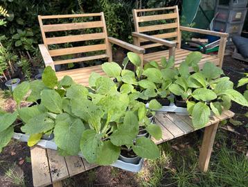 Vingerhoedskruid plantjes - aanbieding! beschikbaar voor biedingen
