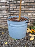 Emaille Emmer Bloembak met Moerbeienboompje, Gebruikt, Rond, Tuin, Minder dan 40 cm