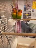 Fischer's dwergpapegaai (Agapornis fischeri), Geslacht onbekend, Dwergpapegaai of Agapornis