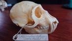 Schedel Maca fascicularis, Java aapje, Ophalen of Verzenden, Schedel