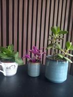 Diverse kamerplanten, Vaste plant, Bloeit niet, Halfschaduw, Ophalen