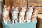 Maine Coon kittens, Dieren en Toebehoren, Katten en Kittens | Raskatten | Langhaar, Meerdere dieren, Gechipt