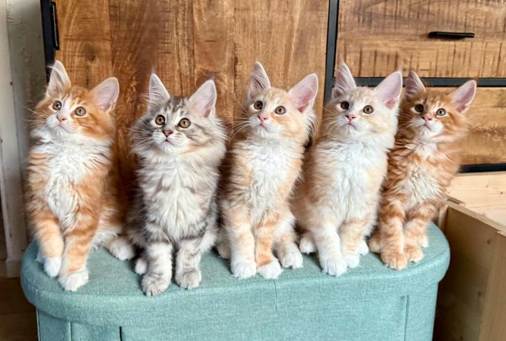 Maine Coon kittens, Dieren en Toebehoren, Katten en Kittens | Raskatten | Langhaar, Meerdere dieren, Gechipt