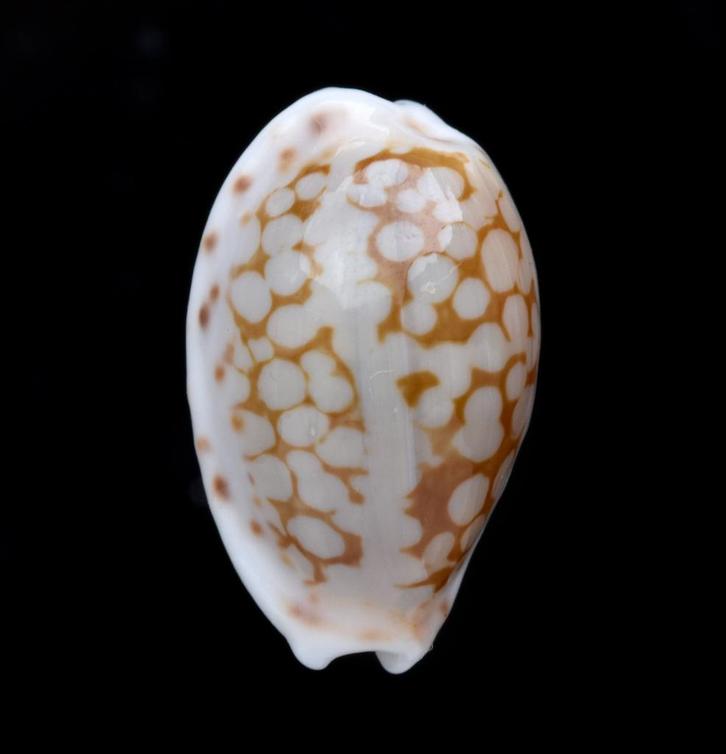Schelpen: Cypraea pellisserpentis 15,7mm (Gem) Madagaskar, Verzamelen, Mineralen en Fossielen, Schelp(en), Ophalen of Verzenden