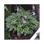 24 Hosta Undulata Albomarginata, hartelelie, p9 pot, Vaste plant, Halfschaduw, Zomer, Ophalen