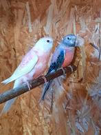 6 bourke parkieten pop met 5 van haar jongen, Dieren en Toebehoren, Meerdere dieren, Parkiet