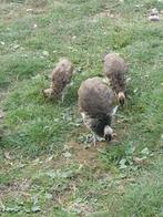Jonge Pauwen, Dieren en Toebehoren, Pluimvee, Meerdere dieren