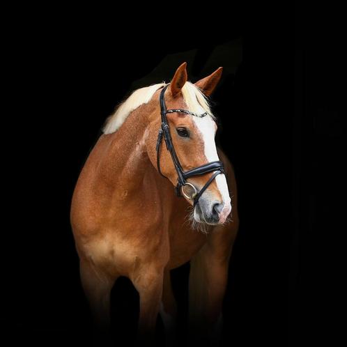 7 jarige Gelderse ruin allrounder, Dieren en Toebehoren, Paarden, Ruin, 165 tot 170 cm, 7 tot 10 jaar, Met stamboom, Gechipt, Ontwormd
