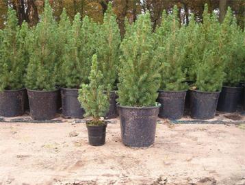 Kerstboompjes Conica`s in pot hele Mooie beschikbaar voor biedingen