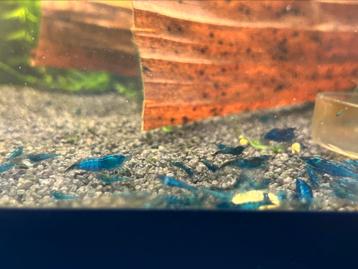 Blue dream high grade neocaridina garnalen beschikbaar voor biedingen