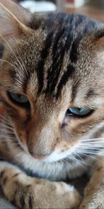 Bengaal kater, niet gecastreerd , met stamboom, Dieren en Toebehoren, Katten en Kittens | Raskatten | Korthaar, 0 tot 2 jaar, Kater