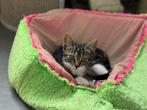 Kittens half abbesijn, Dieren en Toebehoren, Meerdere dieren, Ontwormd