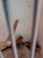 Koppel turquoisine, Dieren en Toebehoren, Vogels | Overige Vogels, Meerdere dieren, Tropenvogel