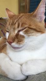 Rode kater , 1 jaar, Dieren en Toebehoren, Katten en Kittens | Overige Katten, Kater, Kortharig, 0 tot 2 jaar