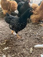 3 barnevelder kriel hennen zilver dubbelgezoomd van 2025, Dieren en Toebehoren, Vrouwelijk, Kip