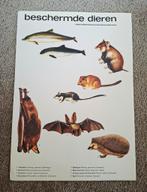 Posters beschermde dieren en planten natuurbeschermingswet, Ophalen of Verzenden, Nieuw, Natuur algemeen
