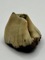 Pleistocene Javaanse Neushoorn kies, Ophalen of Verzenden, Fossiel