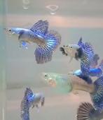 🐟🔵Platinum blue dragon big dorsal 🔵🐟guppen, Dieren en Toebehoren, Vissen | Aquariumvissen, Vis, Zoetwatervis