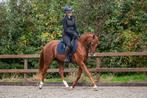 Super leuke 5 jarige D pony ruin., Dieren en Toebehoren, Pony's, Gechipt, Ruin, Dressuurpony, 3 tot 6 jaar