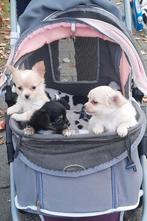 Chihuahua reutje langhaar (rechtse pup), Dieren en Toebehoren, Honden | Chihuahua's en Gezelschapshonden, Reu, CDV (hondenziekte)