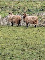 2 ouessant ooien, Vrouwelijk, Schaap, 0 tot 2 jaar