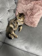 British Korte haar kitten, Dieren en Toebehoren, Katten en Kittens | Raskatten | Korthaar, Kater, Ontwormd, 0 tot 2 jaar
