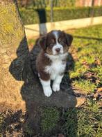 Pachtige australische herder pups hier geboren, Nederland, CDV (hondenziekte), 8 tot 15 weken, Meerdere