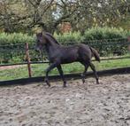 Nuchter en mensgericht kwpn/fries hengstveulen, Dieren en Toebehoren, Paarden, Hengst, Dressuurpaard, Gechipt, 0 tot 2 jaar