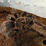 Grammastola pulchripes, Dieren en Toebehoren, Insecten en Spinnen, Overige soorten