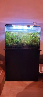 Aquarium home 110 (36 x77 x 53 cm
), Ophalen, Gevuld zoetwateraquarium