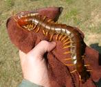 Gezocht reuze duizendpoot, Dieren en Toebehoren, Insecten en Spinnen