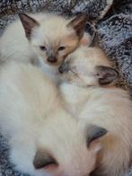 Ragdoll x Siamees kittens, Dieren en Toebehoren, Katten en Kittens | Raskatten | Langhaar, Meerdere dieren, Gechipt