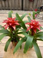 Guzmania confetti, Ophalen of Verzenden, Overige soorten, Halfschaduw, Minder dan 100 cm
