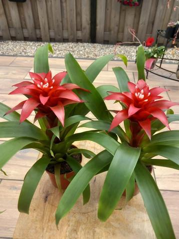 Guzmania confetti.  Verkocht  beschikbaar voor biedingen