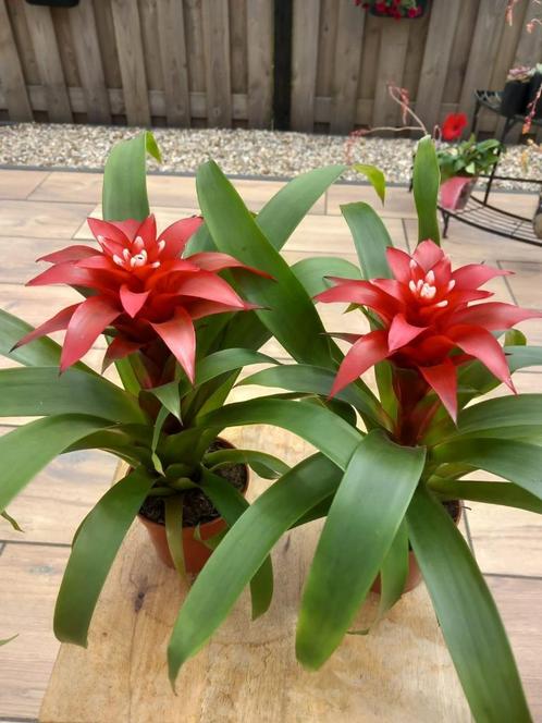Guzmania confetti, Huis en Inrichting, Kamerplanten, Overige soorten, Minder dan 100 cm, Halfschaduw, Ophalen of Verzenden