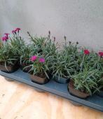 Te koop tuin anjers, Ophalen