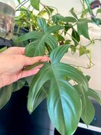 Philodendron Florida green stekken, Huis en Inrichting, Kamerplanten, Ophalen of Verzenden, Overige soorten, Minder dan 100 cm