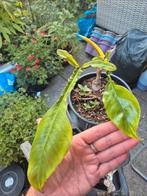 Anthurium 'Joepii', Ophalen, Overige soorten, Minder dan 100 cm