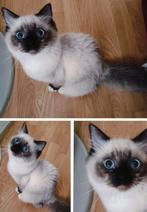 Super schattig ragdoll meisjes kitten (PKD en HCM vrij), Dieren en Toebehoren, Katten en Kittens | Raskatten | Langhaar, Poes