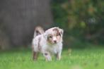 Australian Shepherd Pup met stamboom - 12 weken oud, CDV (hondenziekte), België, Particulier, Reu