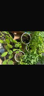 groente plantjes, Tuin en Terras, Volle zon, Minder dan 100 cm, Ophalen