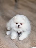 Pomeriaan wit puppy (teef), Dieren en Toebehoren, CDV (hondenziekte), Particulier, Keeshond, 8 tot 15 weken