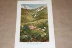 Antieke kleurenlitho - Bloemen op berg Blaser (Tirol) 1900!!, Antiek en Kunst, Ophalen of Verzenden