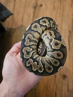 Ballpython- python regius- koningspython, Dieren en Toebehoren, Reptielen en Amfibieën, Slang, Tam, 0 tot 2 jaar