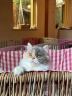 Britse lang haar poes, Dieren en Toebehoren, Katten en Kittens | Raskatten | Langhaar, Poes, Gechipt, 0 tot 2 jaar